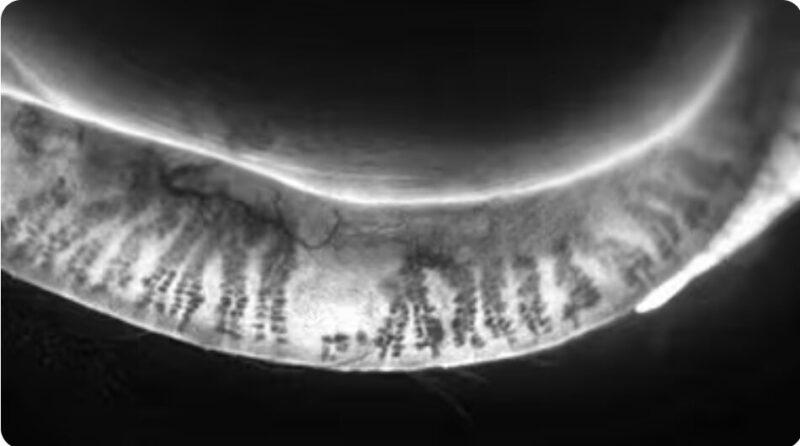 Adapttive tranillumination